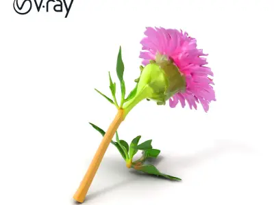 Dwarf Cornflower Realistic Texture Model Pack Low-poly 3D model