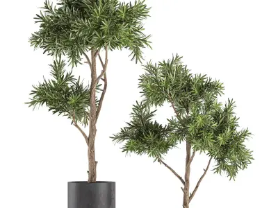 Decorative tree in a black flowerpots 742 3D model