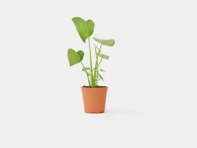 Monstera deliciosa Low-poly 3D model