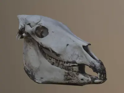 3d scan of an elderly donkey skull 3D model