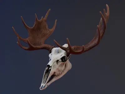 Moose Skull Low-poly 3D model