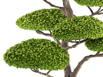 bonsai tree 3D model