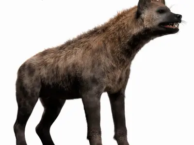 Hyena For Production 3D model