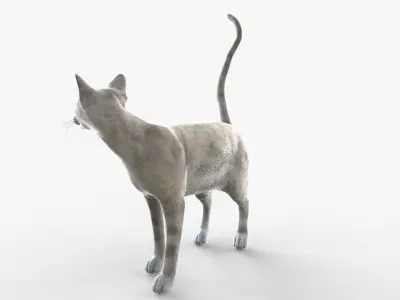 White Cat Sphynx Rigged for Cinema 4D 3D Model Low-poly 3D model
