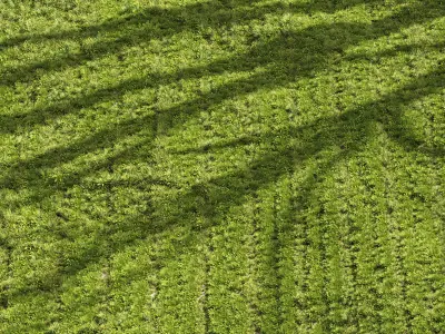 Meadow Lawn Grassland Set 005 3D model