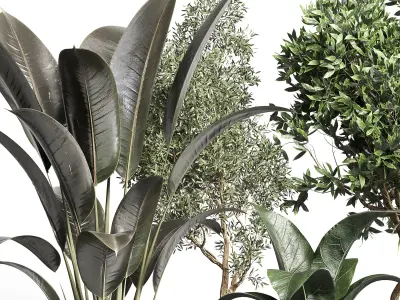 indoor plant pot plant ficus rubbery palm concrete dirt vase 3D model