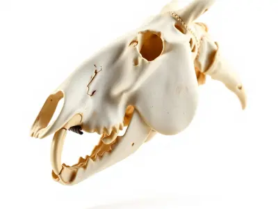 Realistic Animal Skull Model Pack Low-poly 3D model