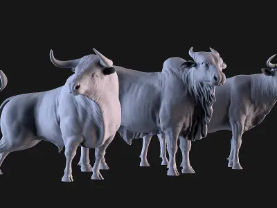 Bulls Pack 3D print model