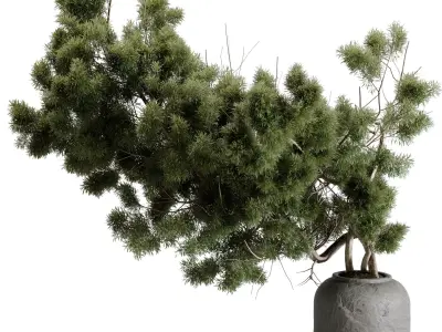Bonsai Tree in a stone pot - Indoor Plant 643 3D model