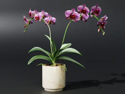Orchid Low-poly 3D model