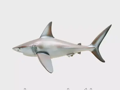 Thresher Shark with Long Tail Fin 3D Model Low-poly 3D model