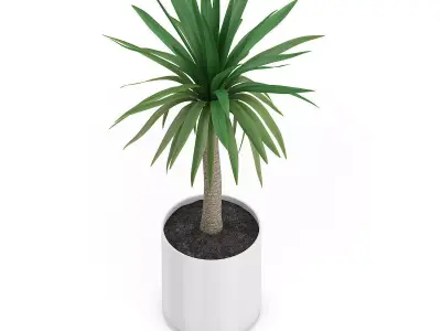Palm Tree in Round Pot 1 3D model