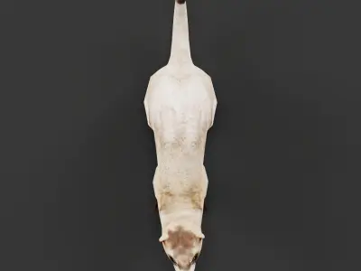 Black-Footed Ferret Animal Low-poly 3D model