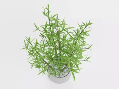 Bamboo Plant in Pot Low-poly 3D model
