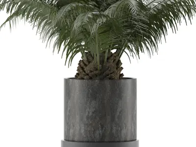 House Plant 32 3D model