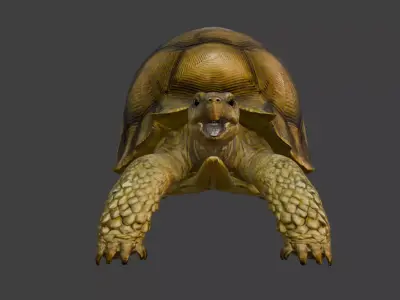 Angonoka Tortoise 3D model