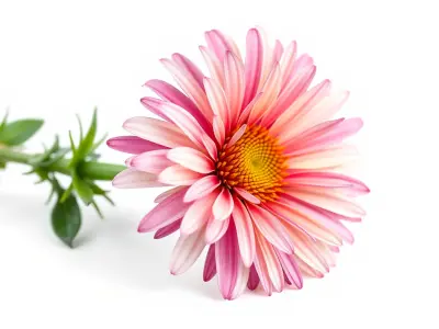 Aster Flower Spectrum Realistic 3D Model Pack Low-poly 3D model