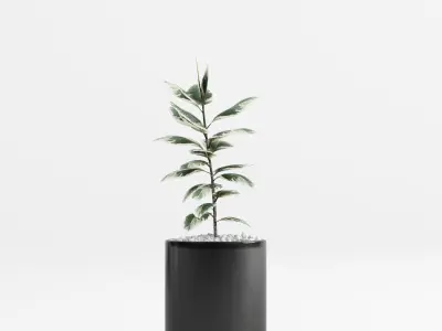 Plants and Planters 8 Ficus Elastica Variegata 3D model