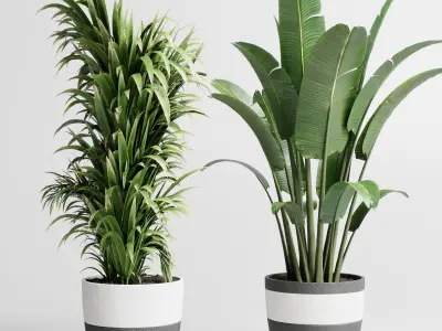 Indoor plant dirty concrete plants ravenala tree bush palm 3D model