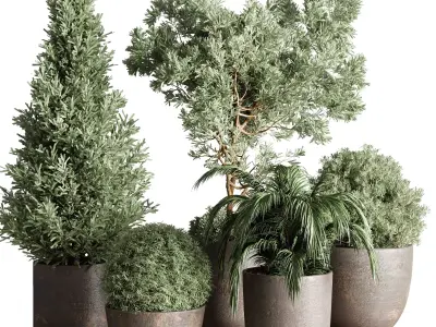 Collection Outdoor plant concrete dirt vase pot tree bush palm 3D model