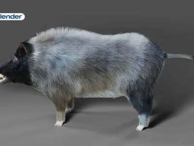Fur Wild Boar V07 NO Rigged in Blender Low-poly 3D model