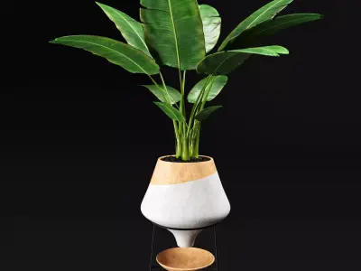 bbanana tree 3D model