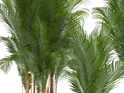 Collection of decorative palms 3D model