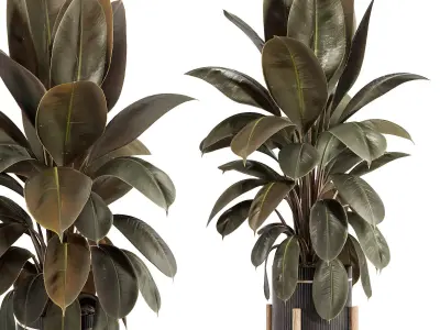 Rubber Plant with Modern Wooden Stand 3D model