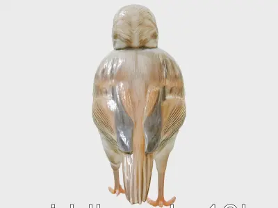 Rock Sparrow 3D Model with Detailed Feathers Low-poly 3D model