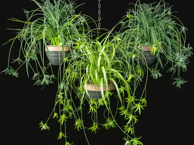 Spider Plants Set 3D model
