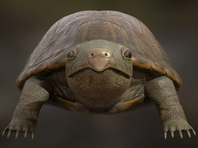 Realistic Turtle 3D model