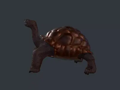 Turtle bear Low-poly 3D model