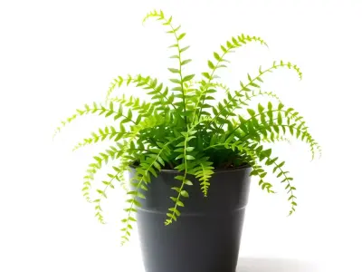 Vibrant Fern Plant model pack Low-poly 3D model