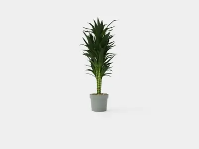 Dracaena Janet Lind Low-poly 3D model purchase
