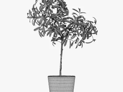Pot Plant 25 3D model