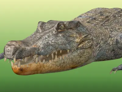 Crocodile Rigged Low-poly 3D model