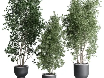 indoor plant set 380 tree bush concrete dirt vase Low-poly 3D model