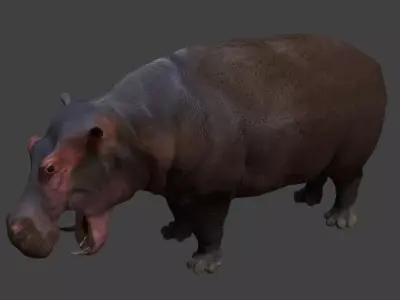 Hippopotamus Low-poly 3D model