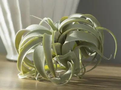 Artificial Tillandsia Pick Foliage Plant 3D model
