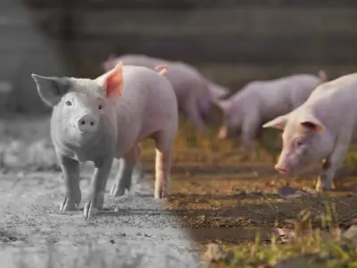 Piggy Blender VFX 3D model   3D model