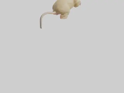 Mongolian Gerbil running model 3D model
