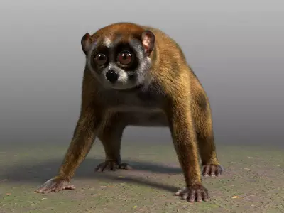 Slow Loris Body Base 3D model