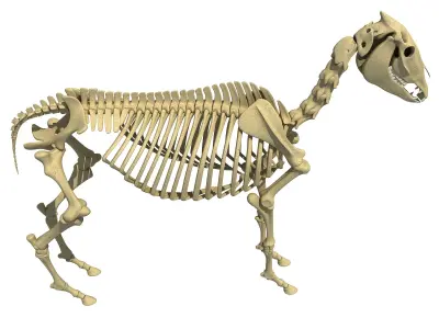 Realistic Donkey Skeleton 3D model
