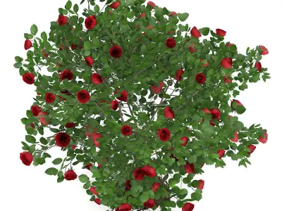 Red Rose Shrub 3D model