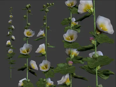 Malva 4 color Low-poly 3D model