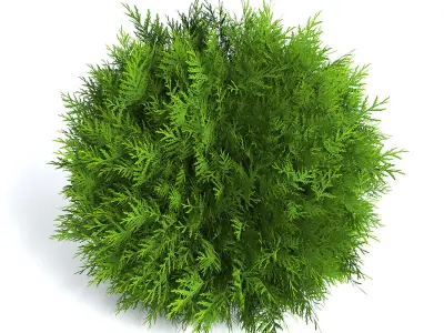 Thuja Shrub II 3D model