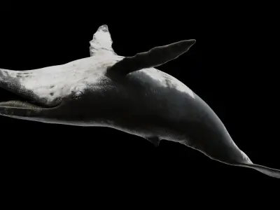 Humpback whale Low-poly 3D model