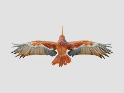 Phoenix Bird in Flight 3D Model Low-poly 3D model
