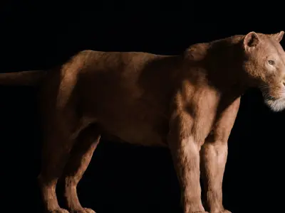 Young Lion 3d Blender model 3D model