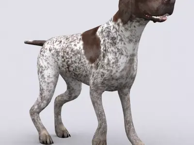 3DRT - German shorthaired pointer Low-poly 3D model